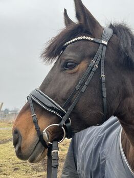 Elegante Trense von Bellora Equestrian (schwarz und weiß) Bellora Equestrian