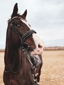 Elegante Trense von Bellora Equestrian (schwarz und weiß) Bellora Equestrian