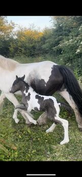 Elite gypsy Colt, Damien Mccarthy, Horses For Sale, Killarney