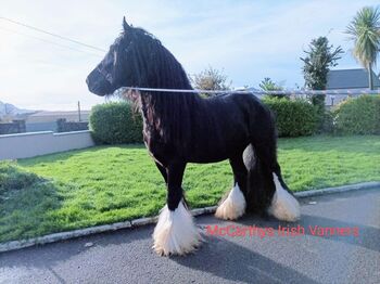 Elite gypsy Colt