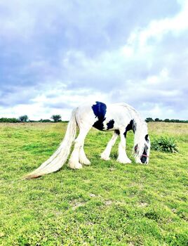 Elite Gypsy Stallion, Damien Mccarthy, Horses For Sale, Killarney