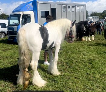 Elite Gypsy Stallion, Damien Mccarthy, Pferd kaufen, Killarney