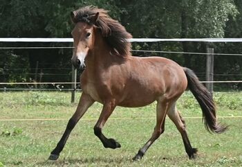 Elite Isländer Wallach 5 Gänge, Stella, Horses For Sale, Kitzbühel 