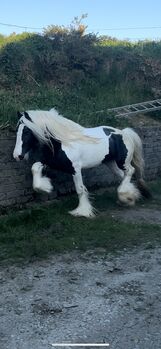 Elite Gypsy Stallion