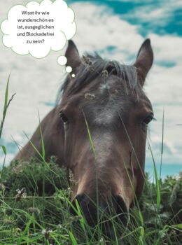 Emotional and mental well-being for horses, Sybille Baier, Other, Herzberg am Harz