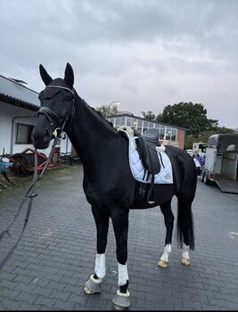 Lackschwarzer 7 jähriger Wallach sucht 5* Zuhause