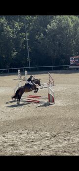 Sportliche Noriker-Stute