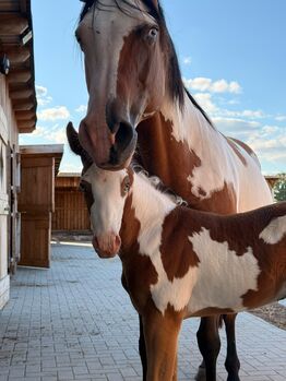 Bildhübsches Paint Horse Hengstfohlen mit zwei blauen Augen