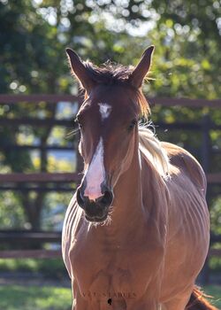 Entzückende Warmblutscheckstute