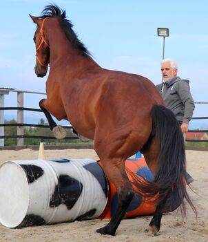 Bewährte QH Stute und zuverlässiges Reitpferd in einem