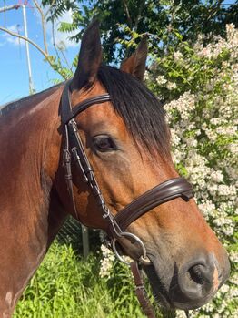 Sympathische, elegante Welsh Cob Stute, Ute, Horses For Sale, Osterburg