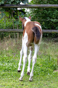 Ein Traum in bunter Jacke - Paint Horse Hengstfohlen mit bester Abstammung