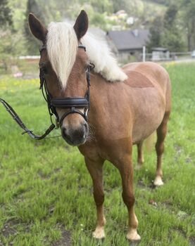 Toller Haflinger Wallach