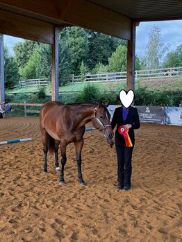 Traumhafte Quarter Horse Stute mit top Allroundabstammung