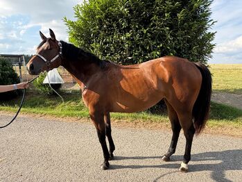 Traumhafte Quarter Horse Stute mit top Allroundabstammung, Kerstin Rehbehn (Pferdemarketing Ost), Horses For Sale, Nienburg