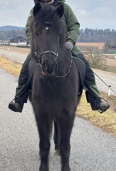 Freizeitpartnerin fürs Leben, Melina, Horses For Sale, St.Veit an der Glan