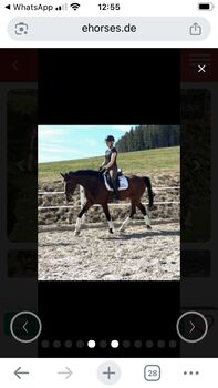 Springpferd der Extraklasse, 5 jährig