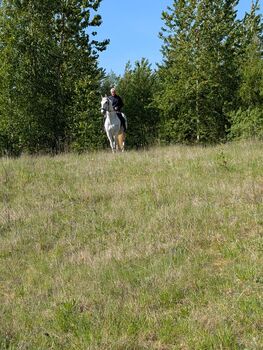 Liebevoller Lipizzaner Wallach