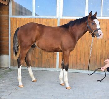 Kompaktes Muskelpaket mit bester Reining Abstammung und toller Optik, Kerstin Rehbehn (Pferdemarketing Ost), Horses For Sale, Nienburg