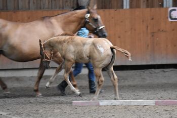 Kleine Herzensbrecherin mit großem Potenzial, Kerstin Rehbehn (Pferdemarketing Ost), Horses For Sale, Nienburg