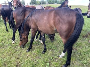Vielversprechender Youngster für den ambitionierten Springsport, Larissa Romig, Horses For Sale, Leonberg