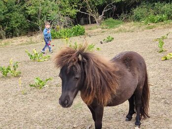 Sehr hübsche und korrekte Mini Shetland Jungstute