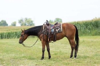 Super Handsome, Dependable, and Versatile Ranch Hand 8 Yr Old Buckskin QH!