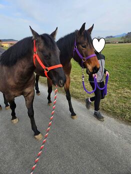 Menschenbezogene Bay Roan QH Stute mit bester Abstammung