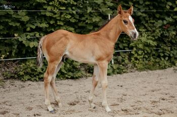 Ein Quarter Horse Youngster zum Verlieben, Kerstin Rehbehn (Pferdemarketing Ost), Horses For Sale, Nienburg