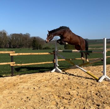 Ein echter Sportler mit Zukunft – Nachwuchs für Parcours & Vielseitigkeit, Katharina Lehmann (Pferdevermittlung Leus), Horses For Sale, Münstermaifeld