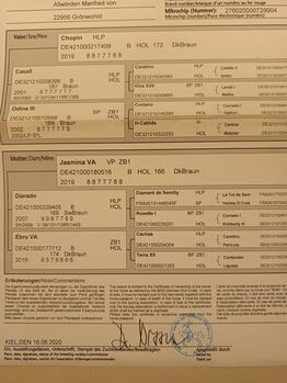 Hingucker mit bester Genetik: 6j. Holsteiner Stute (158 cm) mit top Springtechnik