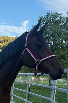 Hingucker mit bester Genetik: 6j. Holsteiner Stute (158 cm) mit top Springtechnik, Edi Hofmann, Horses For Sale, Unterkulm