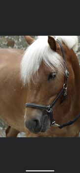 Super schicker Haflinger Wallach 15 Jahre