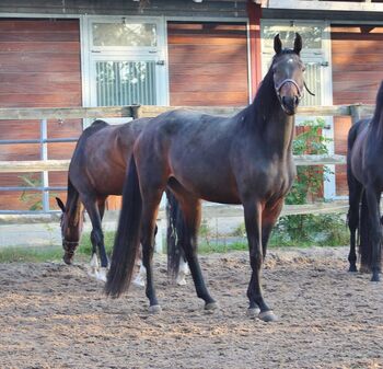 Bewegungsstarke Jungstute aus Elite/Grand Prix Stamm