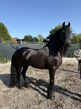 Ein besonderer Hengst sucht einen Platz, Friedhelm Hanusch , Horses For Sale, Feldkirchen