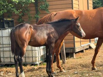 Typvolle Paint Horse Stute mit traumhaftem Charakter und bester Allround-Abstammung, Kerstin Rehbehn (Pferdemarketing Ost), Horses For Sale, Nienburg