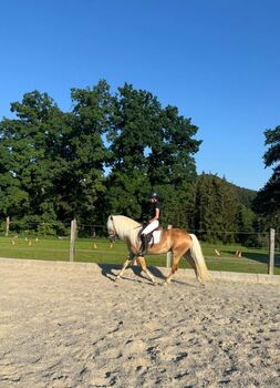 Wunderschöner 5 jäh. Haflinger Wallach 1,54m groß