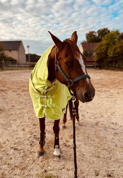 Liebe Quarter Horse Zuchtstute mit bewährter Allround-Abstammung