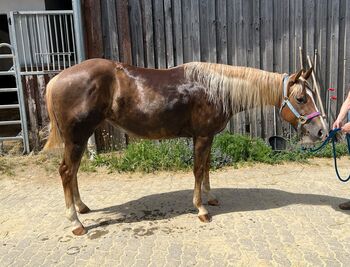 Bildhübsche Quarter Horse Stute mit bester Reining-Abstammung, Kerstin Rehbehn (Pferdemarketing Ost), Horses For Sale, Nienburg