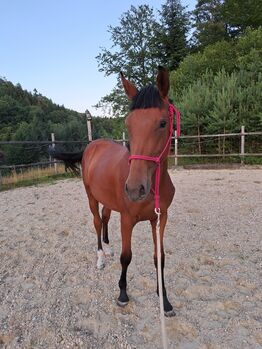 Wunderschöne Stute mit Top Springabstammung!!, Claudia, Horses For Sale, Waldhausen im Strudengau 