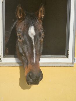 Charakterstarke aber verschmuste Stute, K.B.Z. verkaufspferde , Horses For Sale, Steiermark/Leibnitz 