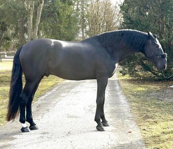 Enamorado, PRE Pura Raza Espanola, Hengst, 6 Jahre, Rappe