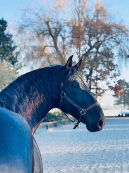 Enamorado, PRE Pura Raza Espanola, Hengst, 6 Jahre, Rappe