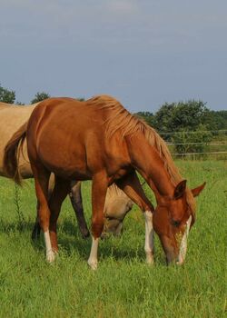 zauberhafte Quarter Horse Stute