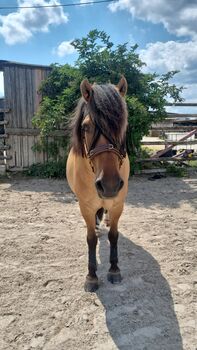 Endmaßponi / Pferd sucht..., Rebecca Haas, Horses For Sale, Stolberg 