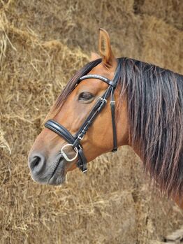 Englisches /Schwedisches Reithalfter, Loesdau Helsinki, Hanna, Bridles & Headstalls, Landsberg am Lech