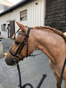 Englisch kombinierte Trense, Nina Lenhart, Bridles & Headstalls, Ochsenfurt