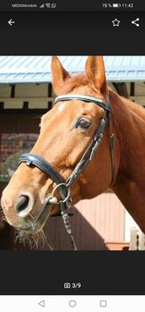 Englische Trense, Alina Habenstein , Bridles & Headstalls, Hasselroth