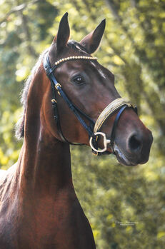 Englische Trense in Warmblut, Equine Concept  Golden Shine , Clara Wehrmann, Bridles & Headstalls, Vallendar 