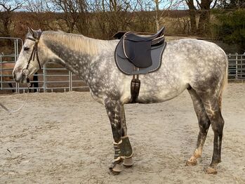 Englischer Vollblut-Wallach sucht 5 Sterne-Zuhause, Kerstin Rehbehn (Pferdemarketing Ost), Horses For Sale, Nienburg
